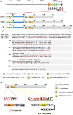 Clever Cooperation: Interactions Between EspF and Host Proteins